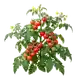 Tomate Cerise