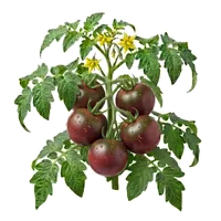 Cherokee Purple