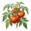 Tomate Cœur de Bœuf