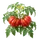 Cœur de Boeuf