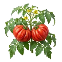 Cœur de Boeuf
