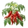 Cornue des Andes