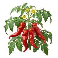 Cornue des Andes