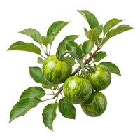 Green Zebra