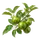 Green Zebra