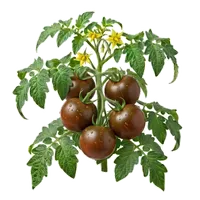 Kumato