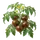 Kumato