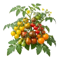 Tomate