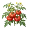 Tomate Marmande