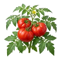 Marmande