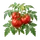 Marmande