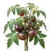 Tomate Noire de Crimée