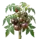 Tomate Noire de Crimée