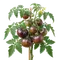 Tomate Noire de Crimée