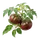 Noire de Crimée