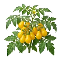 Poire Jaune