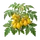 Poire Jaune