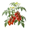 Tomate Roma