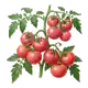 Tomate Rose de Berne