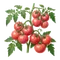 Tomate Rose de Berne