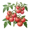Tomate Rose de Berne