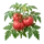 Rose de Berne