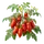 San Marzano