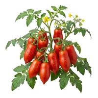 San Marzano