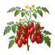 Tomate San Marzano