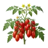Tomate San Marzano
