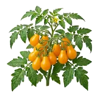 Sungold