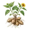 Topinambour