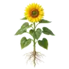 Tournesol