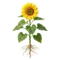 Tournesol