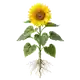 Tournesol