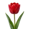 Tulipe