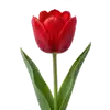 Tulipe