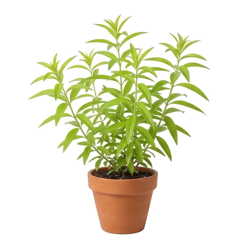 Illustration : Verveine Odorante