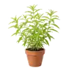 Verveine Odorante