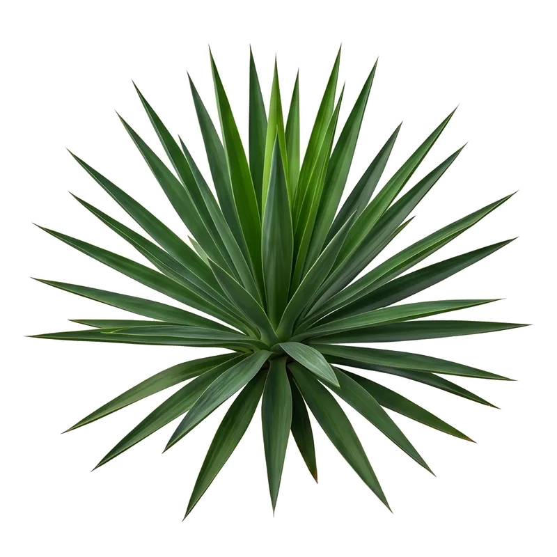 Illustration : Yucca
