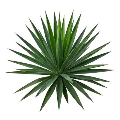 Yucca