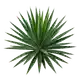 Yucca