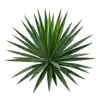 Yucca
