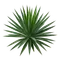 Yucca