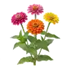 Zinnia