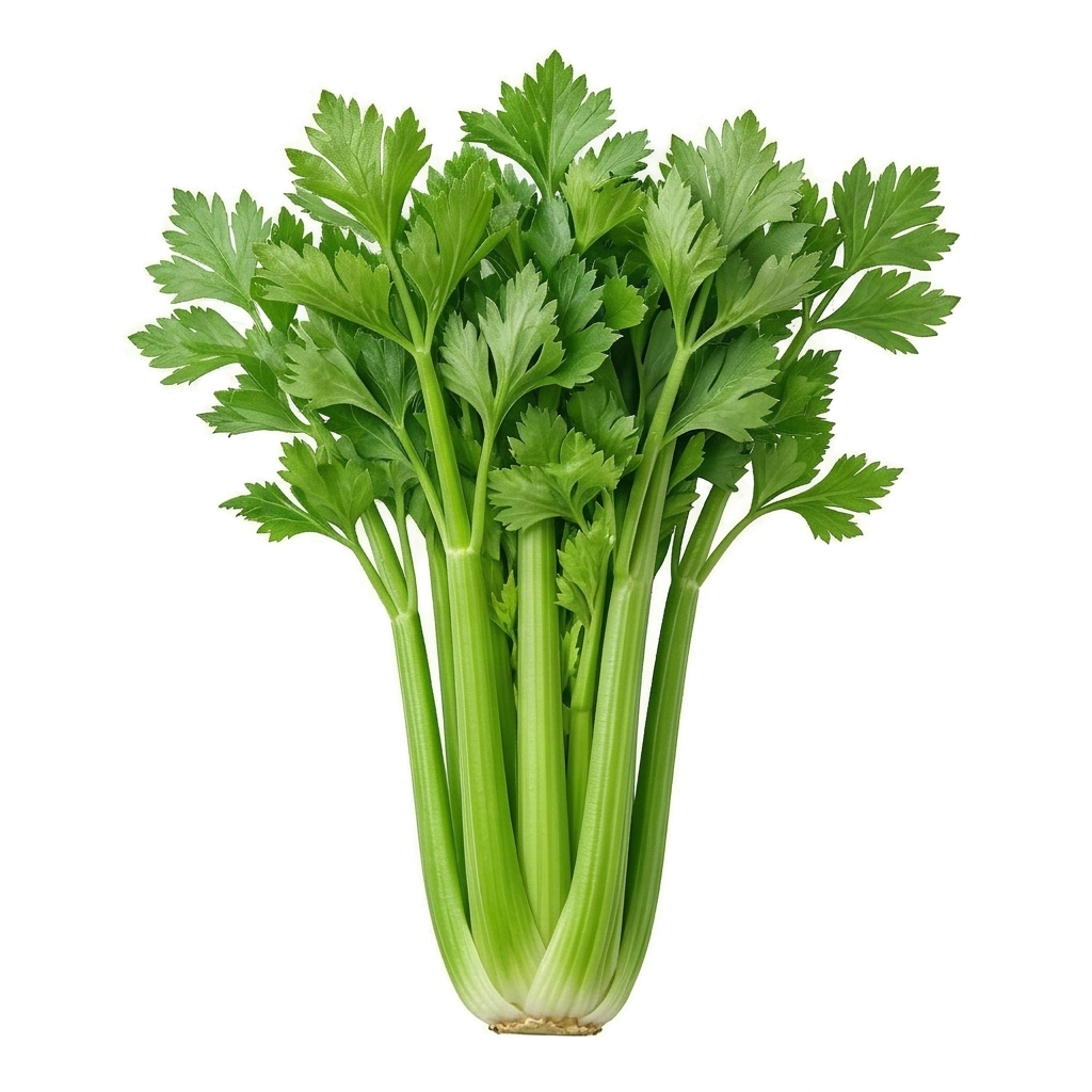 Céleri-Branche