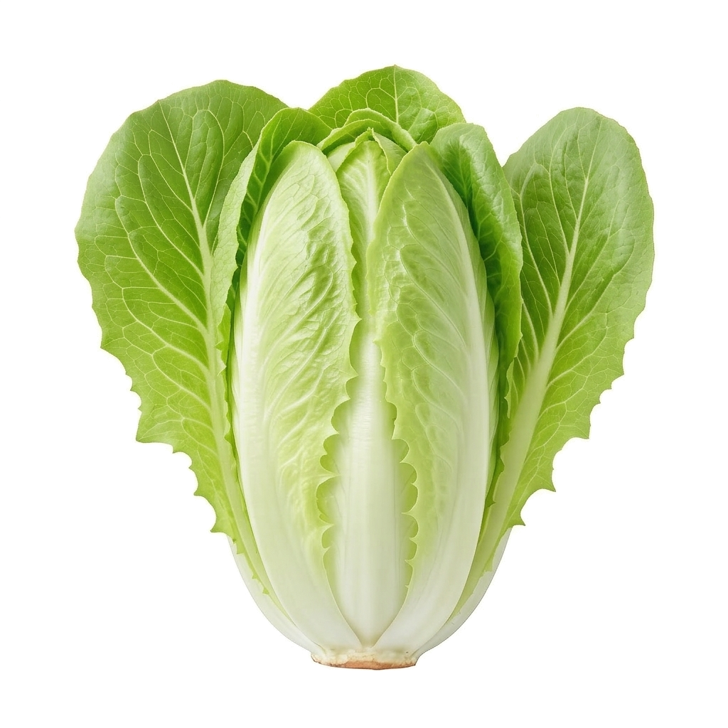 Endive (Chicon)