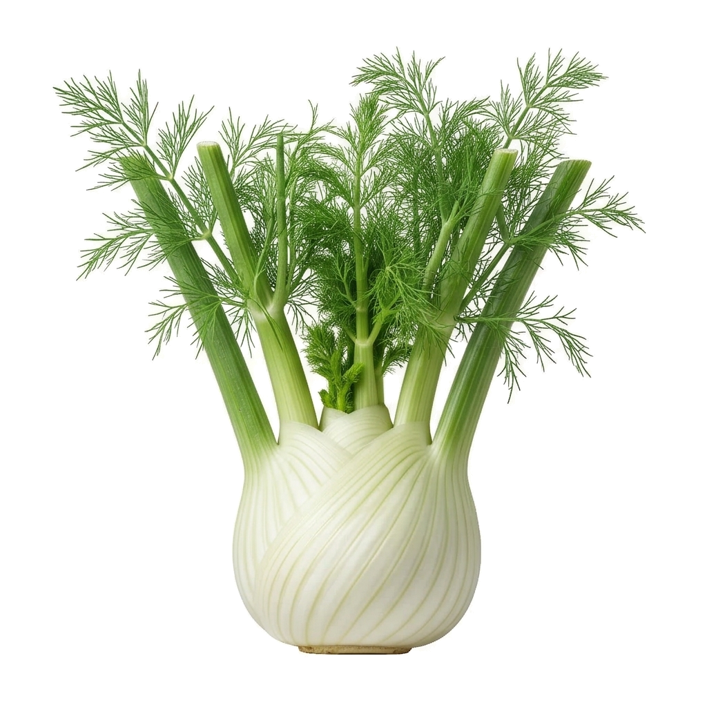 Fenouil