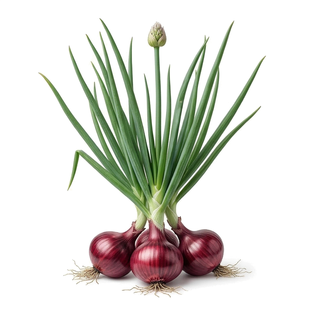 Oignon Rouge